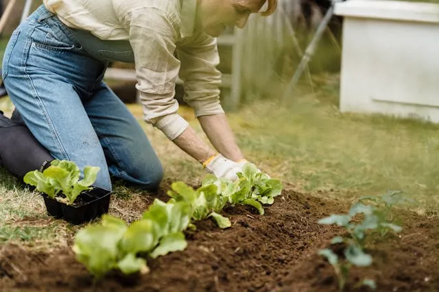 Easy Vegetables You Can Grow in Your Backyard